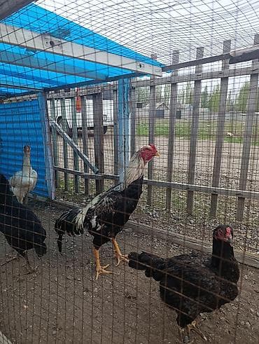 дакан товук: Продаю | Петух | Для разведения — 3