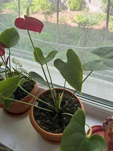 Антуриум (красноцветковый) в горшке. Есть 2 штуки - Эффектные
