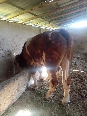 инкубация цыплят: Продаю | Бык (самец) | Симментальская | На откорм | Племенные — 9