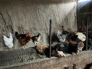 продажа собаки: Продаю | Куры | Домашняя | Для разведения — 7