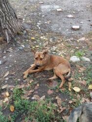 продам ягдтерєра: Нужен человек, которому очень нужен этот пёсик. Так интересно, он — 3