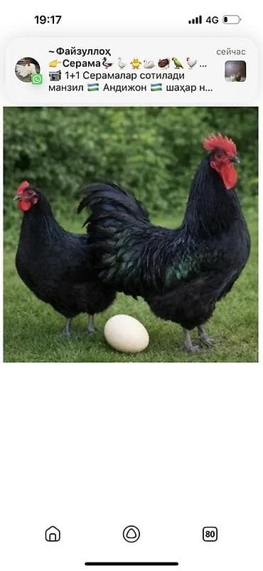 уй порода: Продаю | Инкубационные яйца | Для разведения — 1