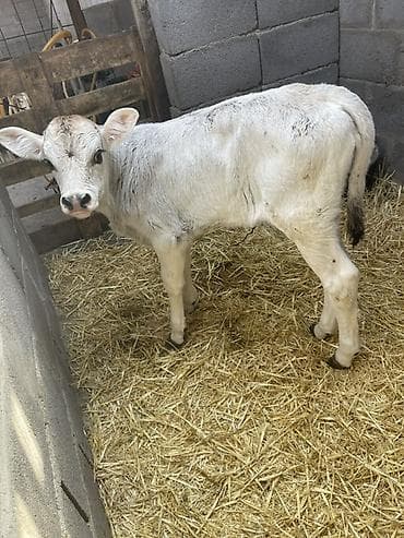 дойных коров: Продаю | Музоо, торпок | На откорм | Искусственник — 1