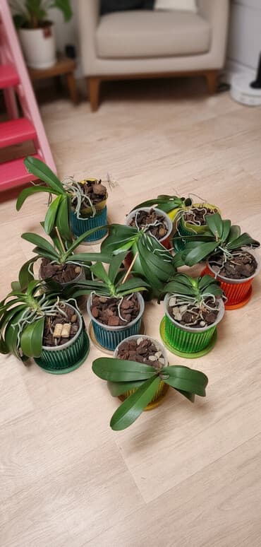 цветы на горшке: Орхидеи фаленопсис в горшках - Вид: Phalaenopsis (домашняя — 1