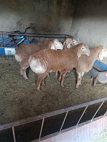 Продаю | Баран (самец) | Эдильбаевская | Для разведения