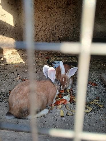 баран живой: Кролики декоративные, рыжие с белыми отметинами, ушки крупные. На фото — 1