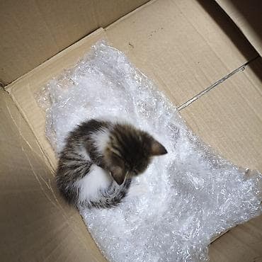рыжие котята: Котёнок, тигрово-белый окрас (таби), короткошёрстный. Компактный, с — 4