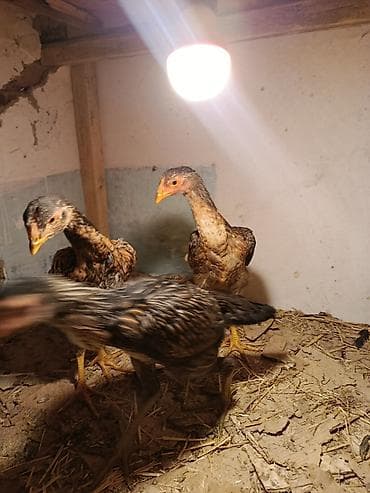 животные собака: Продаю | Петух | Бойцовая | Для разведения — 4