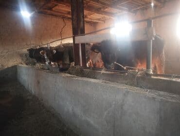 продам бу оборудование для птицефабрики: Продаю | Корова (самка), Бык (самец), Тёлка — 1