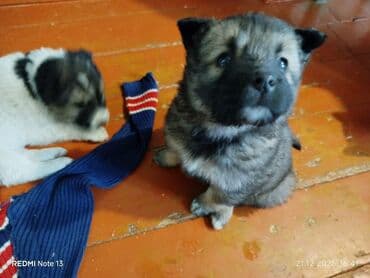 Собака даром: Дворняжка, 1 месяц, Самец