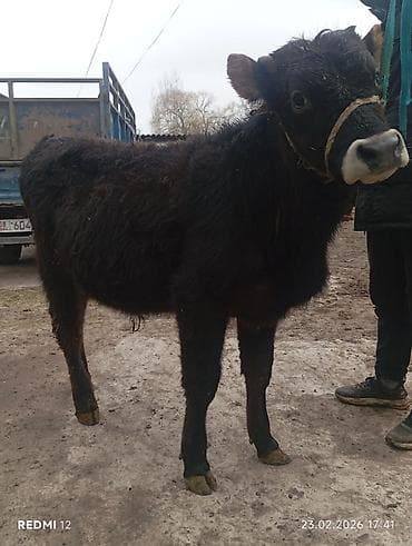 бык бык: Продаю | Бык (самец) | На откорм | Привязанные — 4