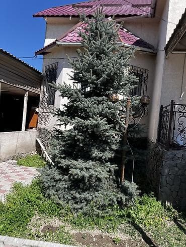 араукария купить: Ель голубая (Picea pungens glauca) для озеленения участка. - Пышная — 2