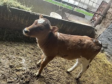 индоутка цыплята: Продаю | Музоо, торпок | Голштин, Айрширская | Для разведения — 3