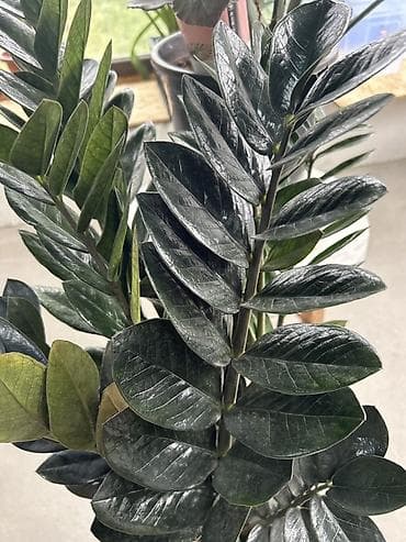 вариегатный замиокулькас: Замик гигант Замиокулькас ‘Raven’ (Zamioculcas zamiifolia Raven) - — 1