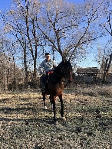 короз сатам: Сатам | Байтал | Көбөйтүү үчүн — 9