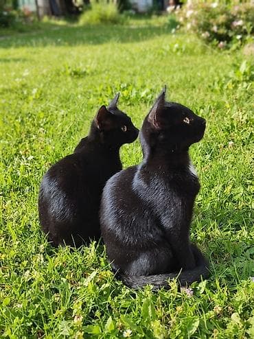 Кошка даром: Бомбейская, 4 месяца, Мальчик, Приучена к лотку — 2