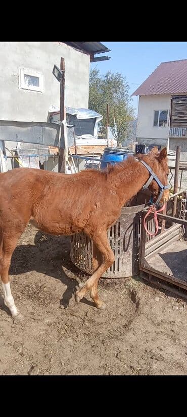 продать кошку: Продаю | Жеребенок | Для разведения — 5