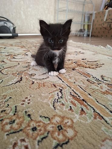 приму в дар котенка: Милые котята в добрые и ответственные руки 🐱Описание:Отдаем в добрые — 2