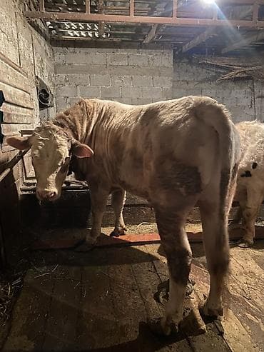 А/ч жаныбарлары үчүн тоюттар: Сатам | Бука (эркек) | Шароле | Бордоп семиртүү үчүн, Көбөйтүү үчүн | Асыл тукумдуу, Жасалма уруктандырылган, Байланган — 2