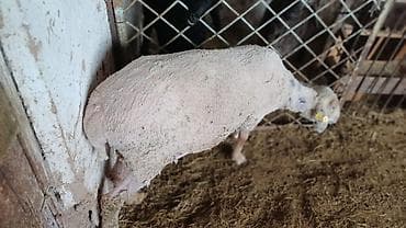 кормушка для баранов: Продаю | Овца (самка) | Для разведения | Матка — 1