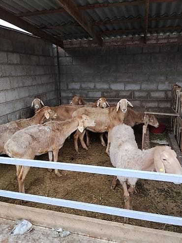 ушные бирки для овец: Продаю | Овца (самка) | Полукровка | Для разведения — 9