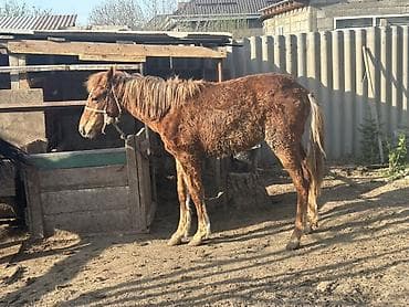 Продаю | Кобыла (самка) | Для разведения, На забой