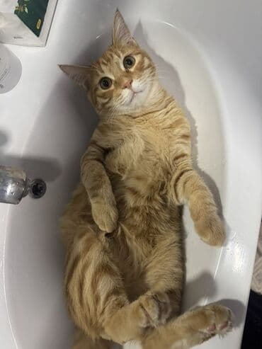 шотландская коричневая кошка: Кошка даром: Беспородная, 10 месяцев, Мальчик, Приучена к лотку — 3