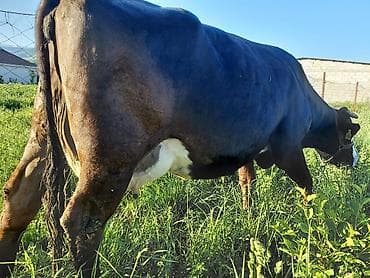 меняю на дом: Продаю | Корова (самка) | Полукровка | Для молока | Стельные — 3