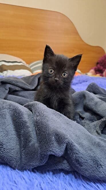 вислоухие коты серые: Скотиш Фолд (Шотландская вислоухая), 2 месяца, Девочка, Черный, Приучена к лотку — 1