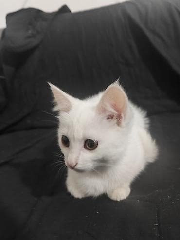 Два мальчика котенка, домашние, короткошёрстные. Отдадим в хорошие
