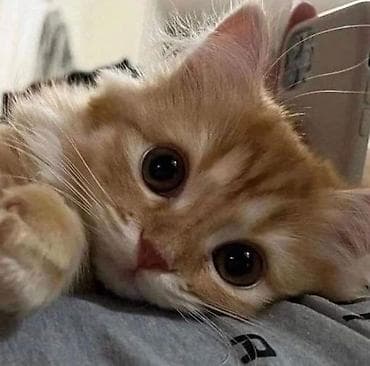 НУЖЕН РЫЖИЙ КОТЁНОК (ДАРОМ)