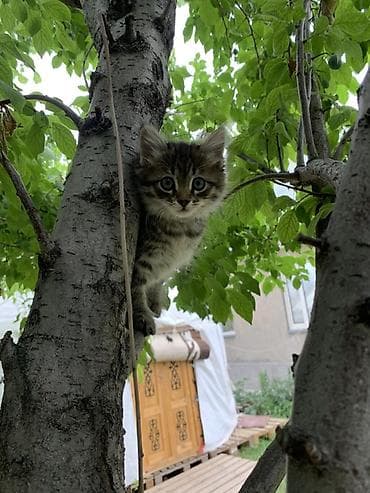 щенки питбулья: Котёнок, тигровый табби. - Порода: беспородный домашний (дворовой) — 2