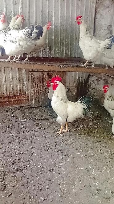 умный инкубатор: Продаю | Цыплята | На забой — 4