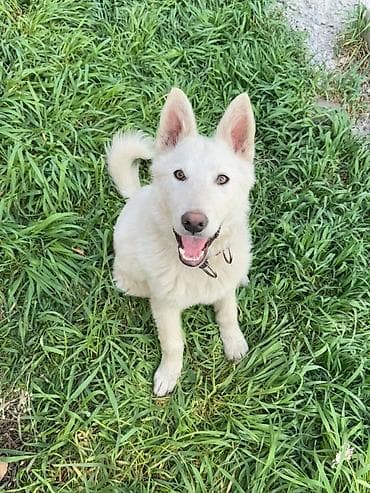 Лайка, 5 месяцев, Самец