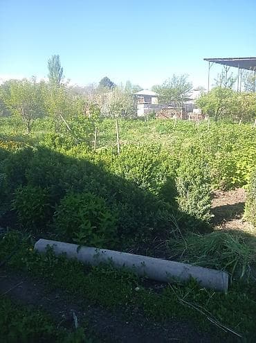 Самшит: Самшит (Buxus sempervirens) — взрослые сформированные кусты для живых — 3