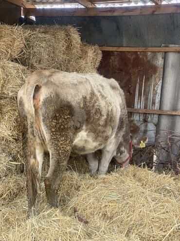 тай самка: Продаю | Корова (самка), Бык (самец), Тёлка | Полукровка, Алатауская, Швицкая | Для молока | Осеменитель, Стельные, Искусственник — 4
