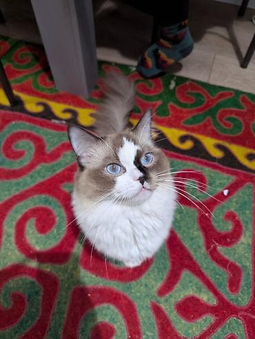 большие кошки: Рэгдолл, 7 месяцев, Мальчик, Биколор, Приучена к лотку, Проглистована, С документами — 5