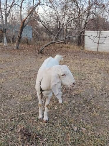 коровы молочные: Белая козочка,чёрный козёл,чистокровные нубийцы,обоим по 8 — 3