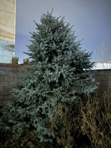 куплю саженцы эжевики: Ель голубая (Picea pungens, Blue Spruce) - Крупномер с плотной — 2
