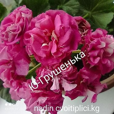 цветы канны: Пеларгония зональная махровая «Анна Каренина» (королевская розебудная — 5