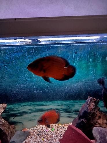 продаю кукуруз: Рыбки астронотусы — 1