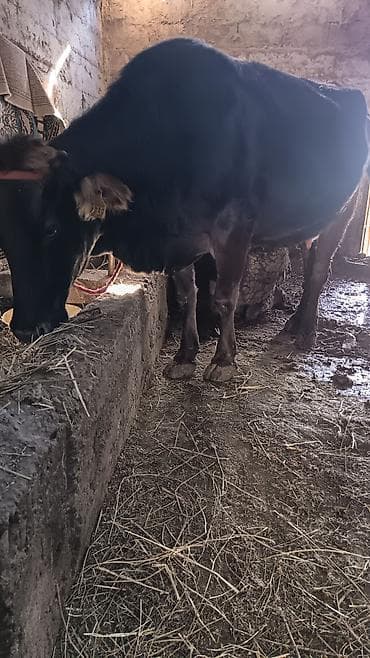 Ветеринар кызматы: Сатам | Уй (ургаачы) | Сүт алуу үчүн | Байланган — 1