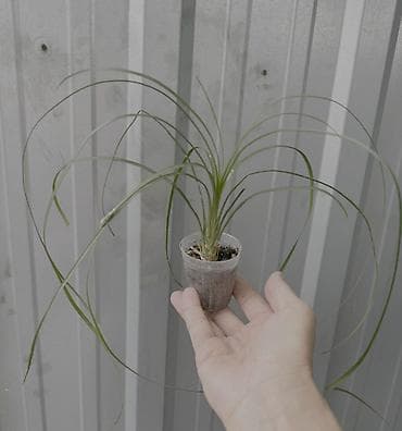 цветущий кактус: Эхинопсис хамецереус (Echinopsis chamaecereus), который в народе часто — 6