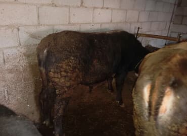 товары для животных: Сатам | Бука (эркек) | Аргын | Бордоп семиртүү үчүн | Байланган — 1