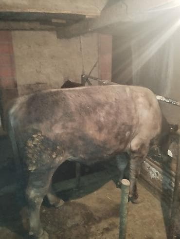 Коровы, быки: Продаю | Бык (самец) | На откорм | Привязанные — 2