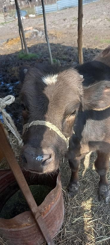 Мышыктар: Сатам | Бука (эркек) | Швиц — 6