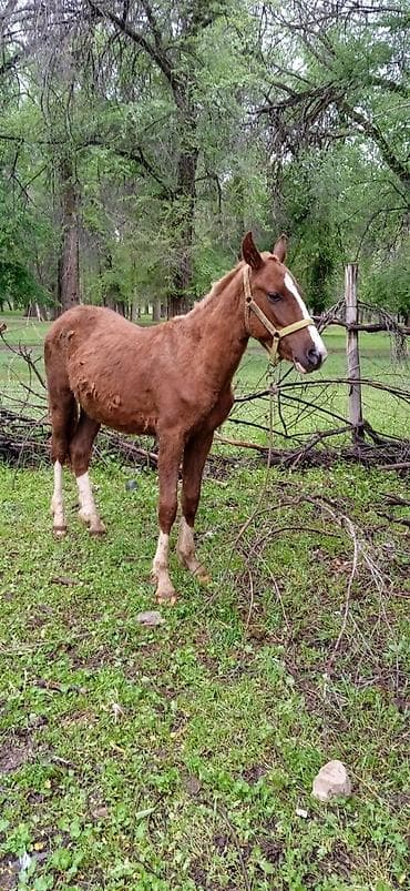 жаны уйлор: Сатам | Тай | Ат спорту — 8