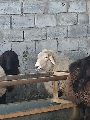 бараны дорперы: Продаю | Ягненок | Для разведения | Племенные — 2
