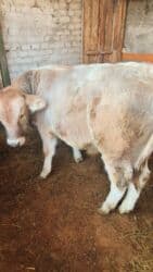 пидбул ош: Продаю | Бык (самец) | На откорм — 4