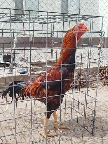 толк кана: Дакан тулок короз сатылат алмашу жолдору бар домашний тооко алмашам — 2